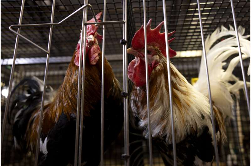 Unique chicken line advances research on autoimmune disease that affects humans