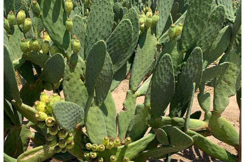 University of Nevada, Reno research focuses on use of cactus pear in biofuel production