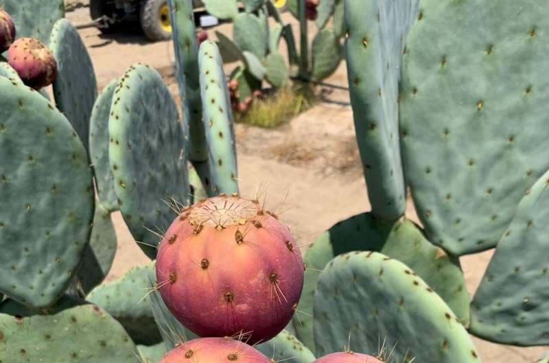 University of Nevada, Reno research focuses on use of cactus pear in biofuel production