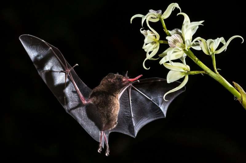 University of Washington researchers take flight with new insights on bat evolution