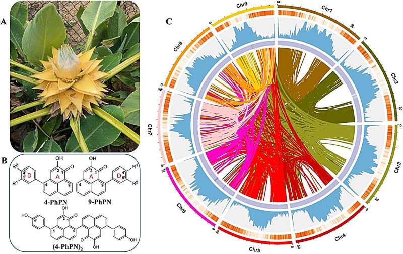Unlocking banana disease resistance: Key enzymes identified for phytoalexin synthesis