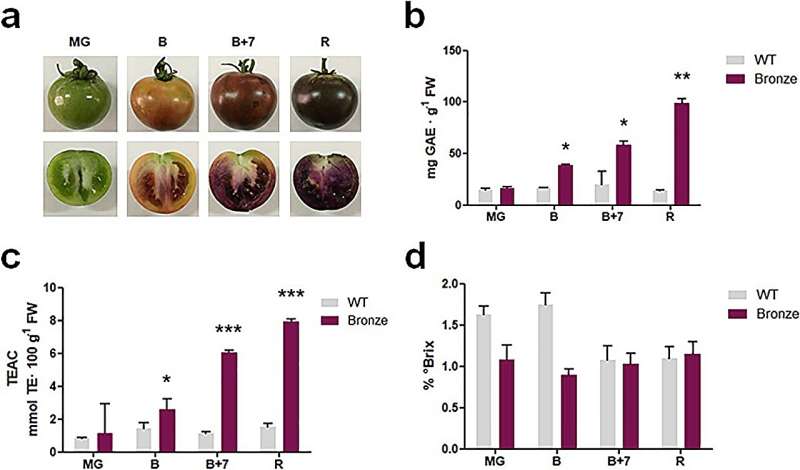 Unlocking nutritional potential: The bronze tomato's enhanced antioxidant and health properties through metabolic engineering