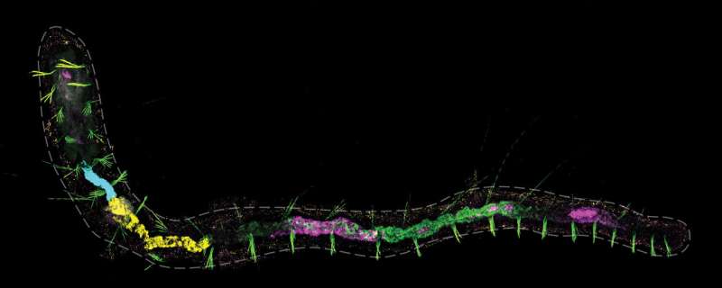 Scientists share single-cell atlas for the highly regenerative worm, Pristina leidyi