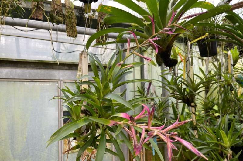Unlocking the genetic mysteries behind plant adaptation: New insights into the evolution of a water-saving trait in the pineapple family (bromeliaceae)