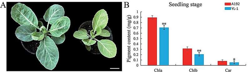 Unlocking the genetic secrets of cabbage: key inversions suppress recombination for crop improvement