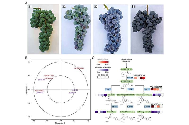 Unlocking the genetic code of amur grape: insights into plant cold tolerance and evolution