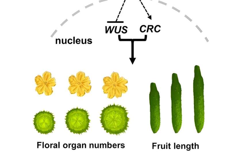 Unlocking the genetic keys to cucumber perfection: A new player in flower and fruit development