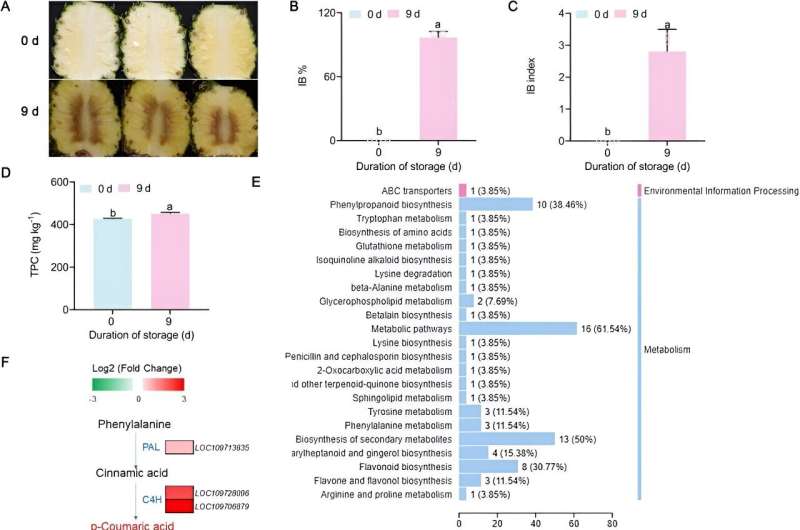 Unlocking the mechanism of pineapple internal browning: The role of AcbHLH144 in phenolic biosynthesis regulation