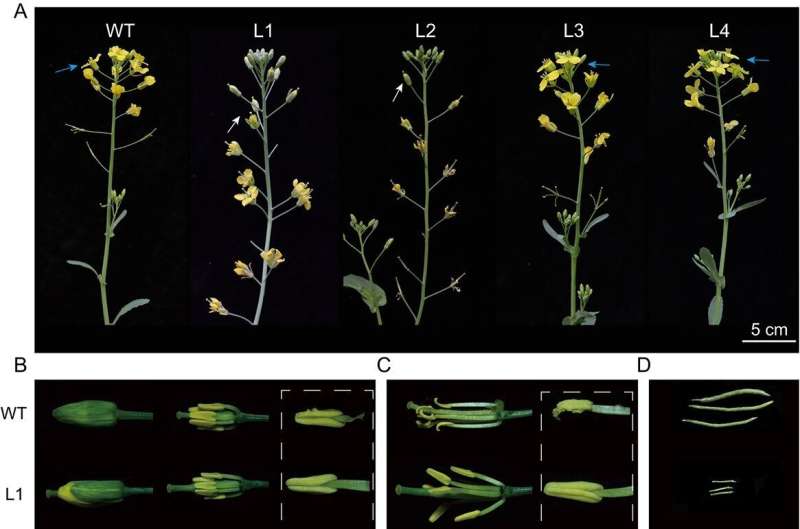 Unlocking the potential of rapeseed: CRISPR edits for hybrid efficiency