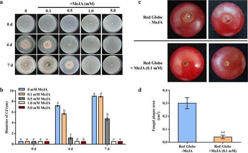 Unlocking the secret to grape white rot resistance: the role of VvWRKY5 in enhancing pathogen defense through the jasmonic acid pathway