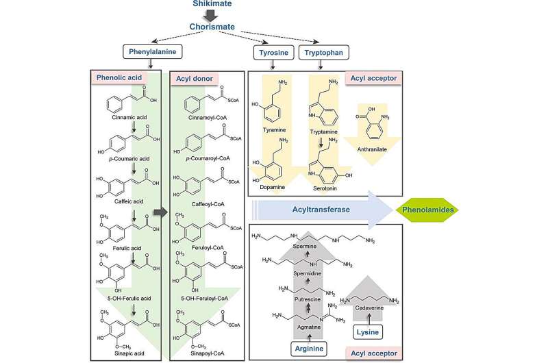 Unlocking the secrets of tea plant immunity: pioneering research identifies key phenolamides in battle against anthracnose
