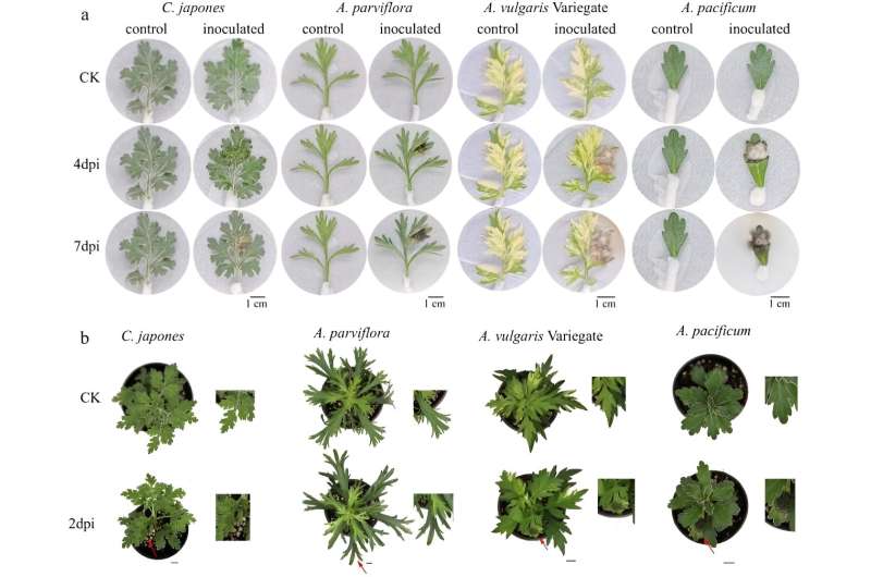 Descubriendo los secretos de la resistencia a las enfermedades en los crisantemos: un enfoque holístico para combatir la enfermedad de la mancha negra