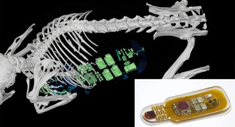 Unobtrusive, implantable device could deepen our understanding of behavioral responses