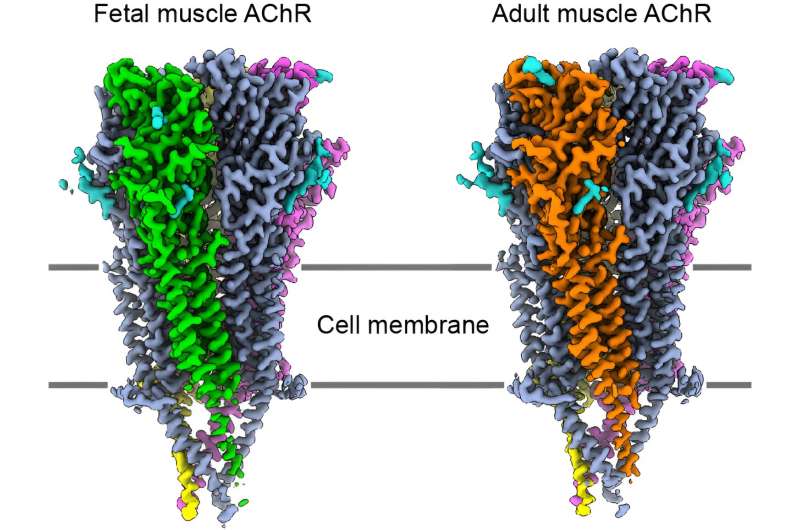 Unraveling a key junction underlying muscle contraction