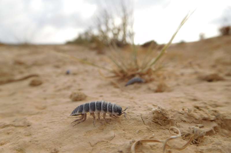 Unraveling isopods' culinary secrets and why it matters for ecosystems