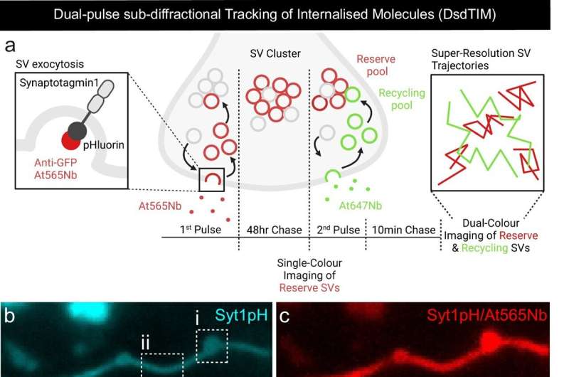 Unraveling the mysteries of the presynapse with super resolution microscopy