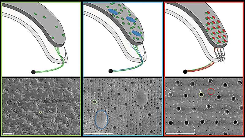 Unraveling the mystery of chiton visual systems