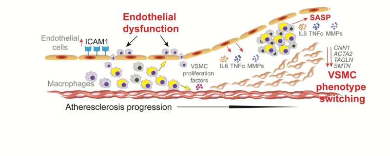 Unraveling the mystery of atherosclerosis in patients with Werner syndrome