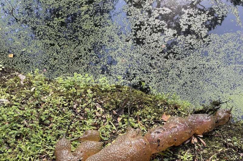 Unraveling the mystery of Texas' cryptic freshwater blobs—expert discusses bryozoans