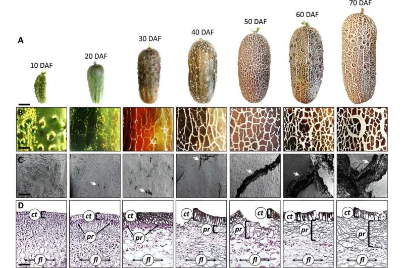 Unraveling the mystery of lignosuberization: A comprehensive study of periderm formation in sikkim cucumber fruit skin