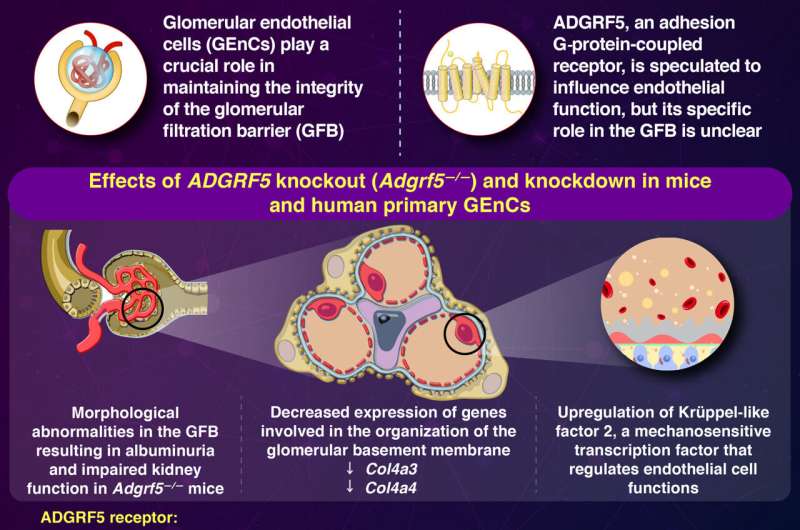 Unraveling the role of ADGRF5: Insights into kidney health and function