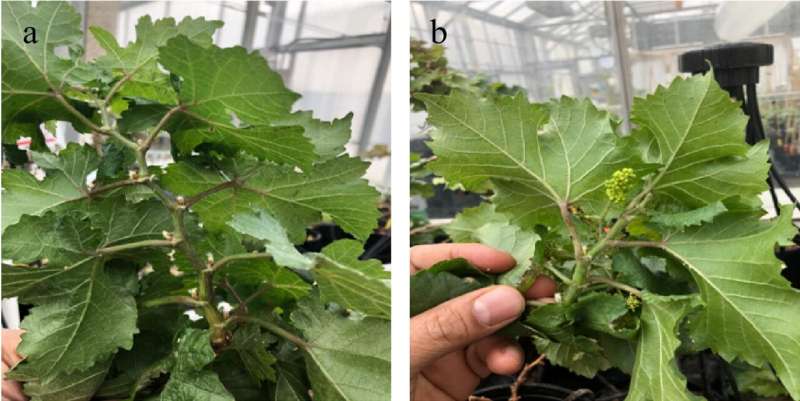 Unraveling the unique role of DELLA proteins in grapevine flowering: A shift in developmental fate