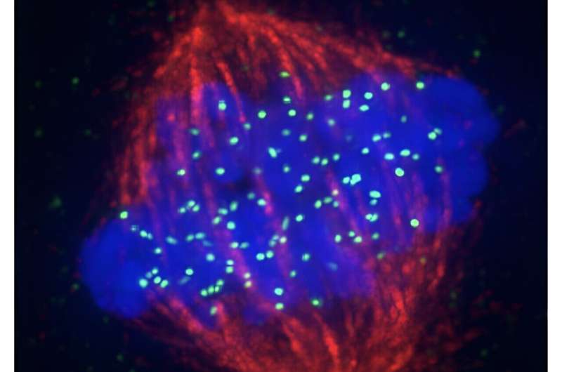 Unravelling the key to the centromere's eternal life