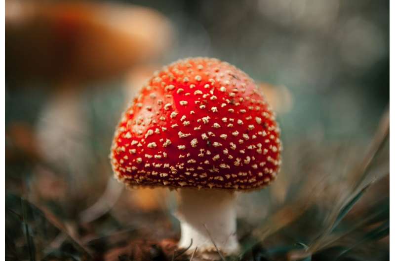 Unregulated sales of a toxic and hallucinogenic mushroom endanger public health