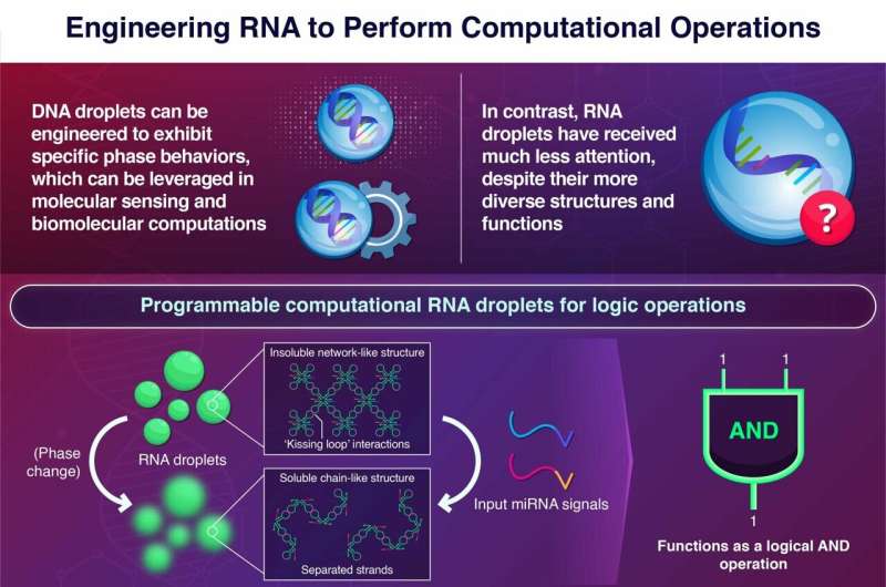Untapped power: logical operations using RNA droplets