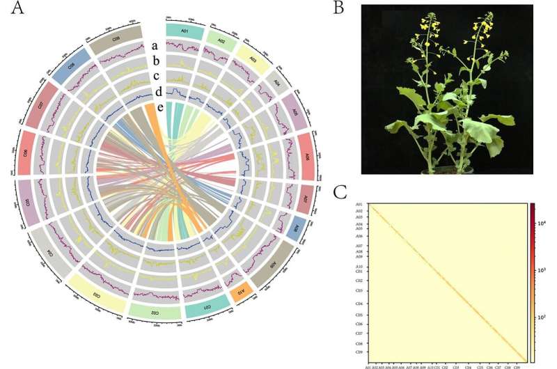 Unveiling a gap-free genome in rapeseed for enhanced agricultural insight and breeding