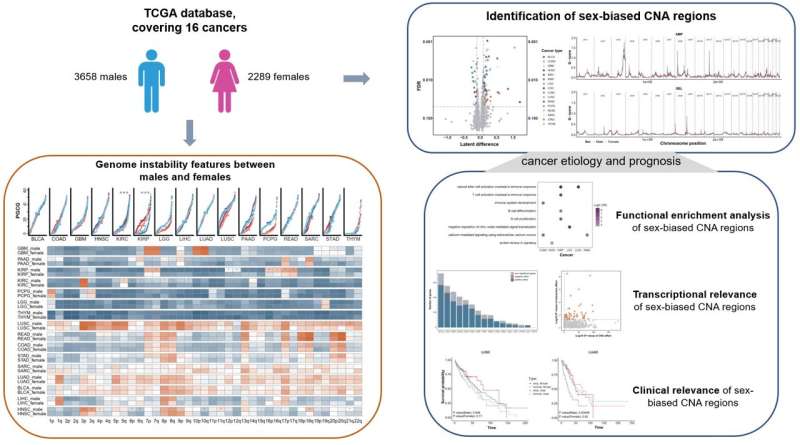 Unveiling gender differences in cancer: new insights into genomic instability