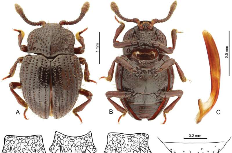 Unveiling hidden biodiversity underfoot: DNA barcoding of Taiwanese forest leaf litter beetles
