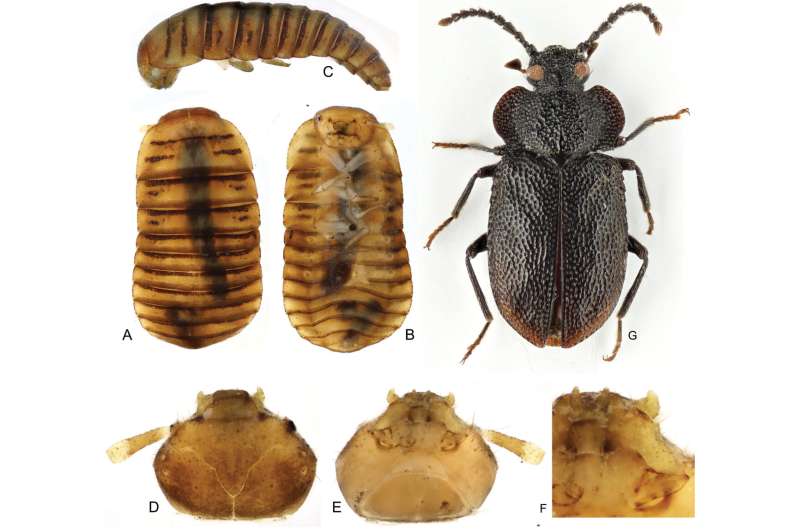 Unveiling hidden biodiversity underfoot: DNA barcoding of Taiwanese forest leaf litter beetles