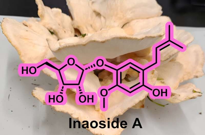 Unveiling Inaoside A: An antioxidant derived from mushrooms
