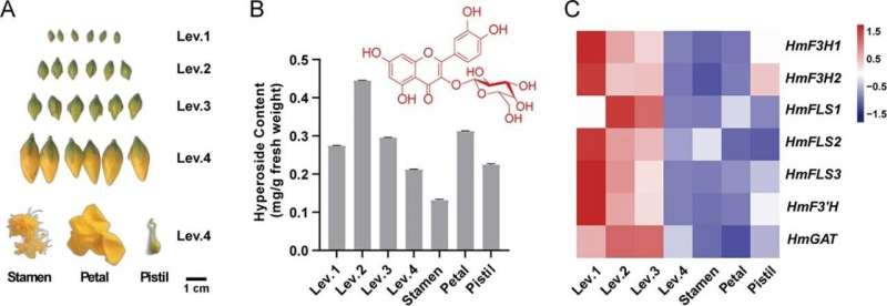 Unveiling the biosynthesis of hyperoside: A pathway to sustainable production in hypericum monogynum