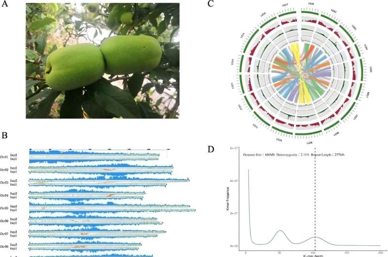 Unveiling the genetic blueprint of Chaenomeles speciosa: A milestone in medicinal plant research