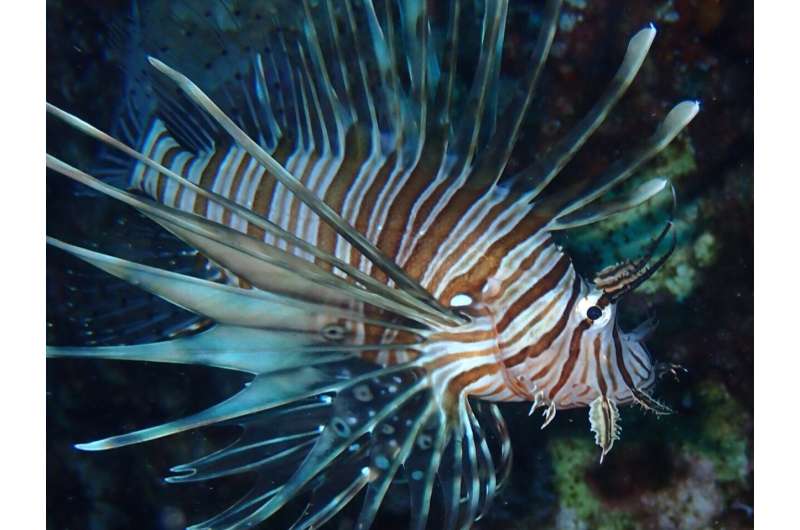 Unveiling the lionfish invasion in the Mediterranean Sea