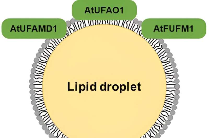 Unveiling the molecular functions of lipid droplet proteins in Arabidopsis thaliana leaves