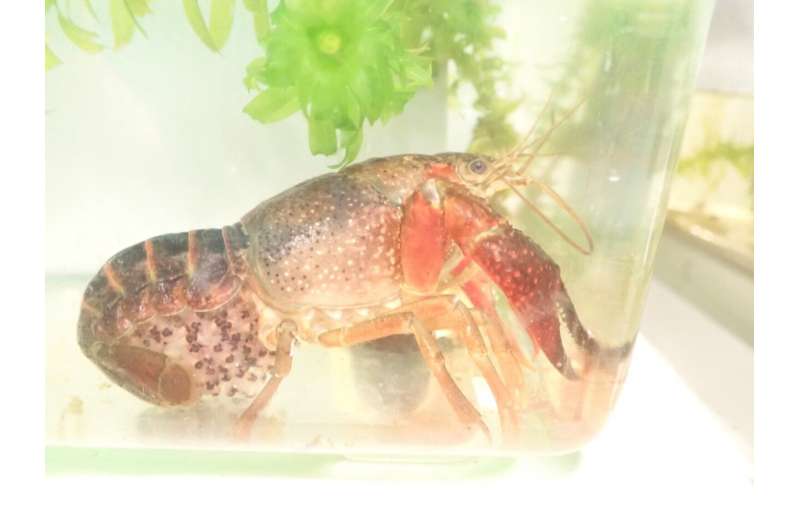 Unveiling the reproductive secrets of red-swamp crayfish