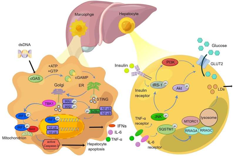 Update on the STING signaling pathway in developing nonalcoholic fatty liver disease