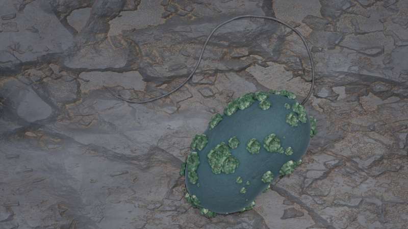 Uranium-immobilizing bacteria in clay rock