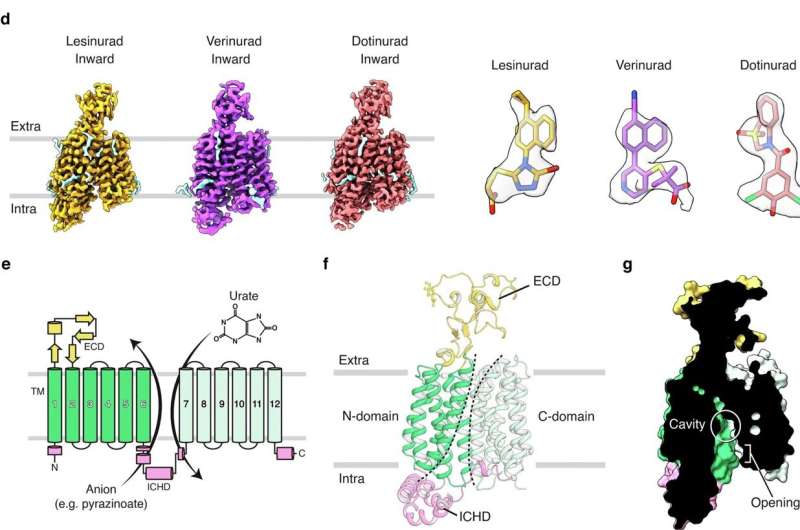 Urate transporter structures reveal the mechanism behind important drug target for gout