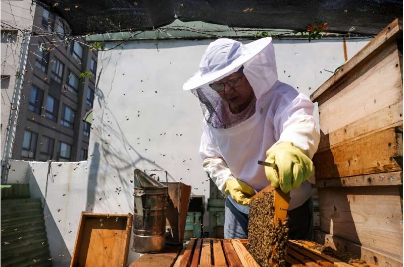 Urban beekeeper Sherry Liu took a beekeeping class seven years ago and is now an avid apiarist
