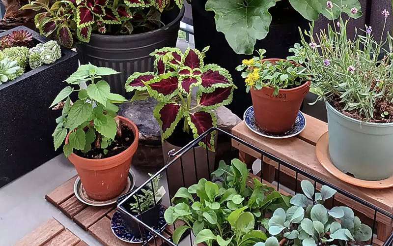 Urban gardening may improve human health—research subjects benefited from microbial exposure