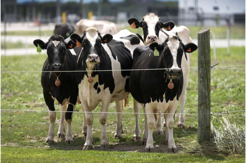 Los esfuerzos del USDA para resolver el brote de gripe aviar en las vacas están cobrando protagonismo en el centro de Iowa