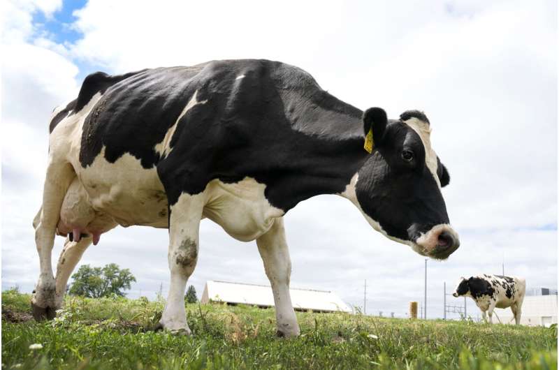 Los esfuerzos del USDA para resolver el brote de gripe aviar en las vacas están cobrando protagonismo en el centro de Iowa