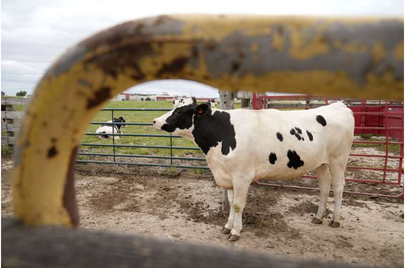 Los esfuerzos del USDA para resolver el brote de gripe aviar en las vacas están cobrando protagonismo en el centro de Iowa