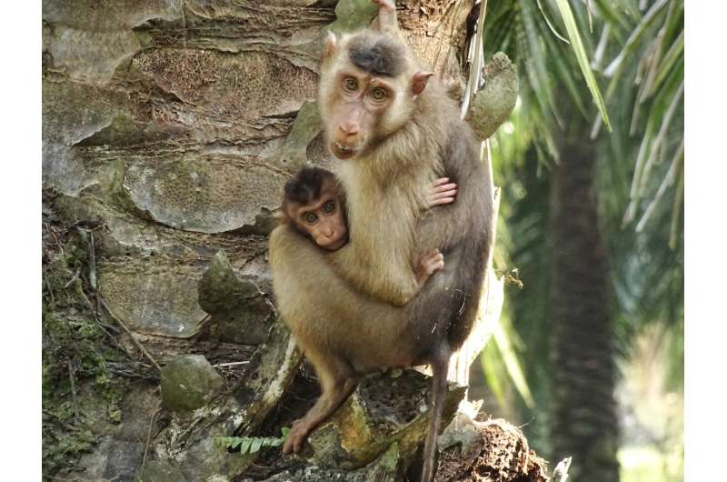 Use of habitat for agricultural purposes puts primate infants at risk