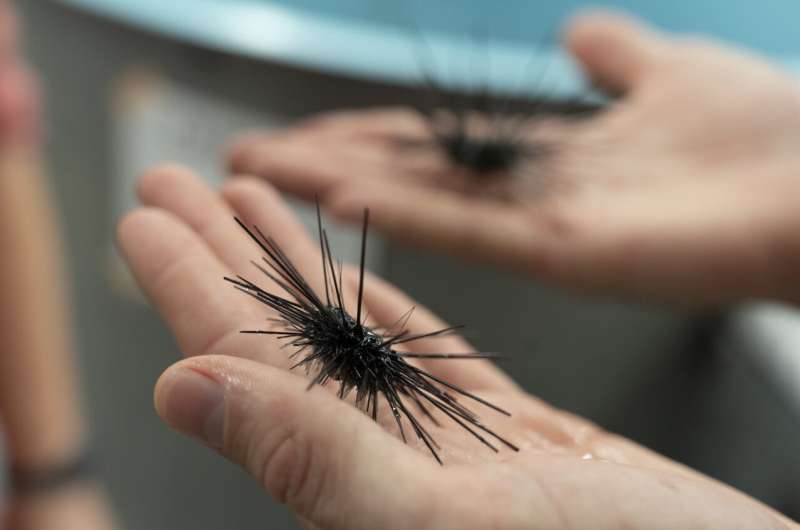 USF study: Sea urchin killer spreads to new species, region