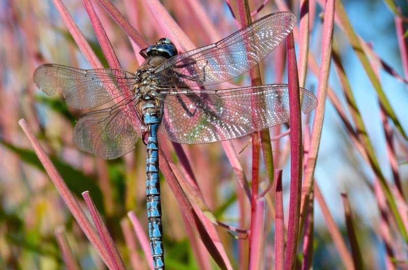 USGS: Local dragonflies expose mercury pollution patterns